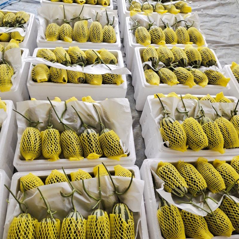 山东博洋9甜瓜，糖度16个，脆甜多汁，营养丰富