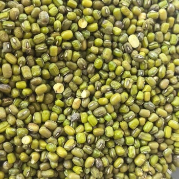食品绿豆厂家直供货源充足量大从优欢迎咨询