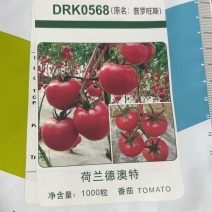 普罗旺斯原包装番茄种子番茄苗西红柿苗沙瓤口感薄皮小时候的