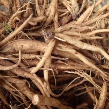 云南红河州大蓟种植基地大量上市