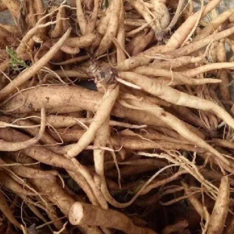 云南红河州大蓟种植基地大量上市
