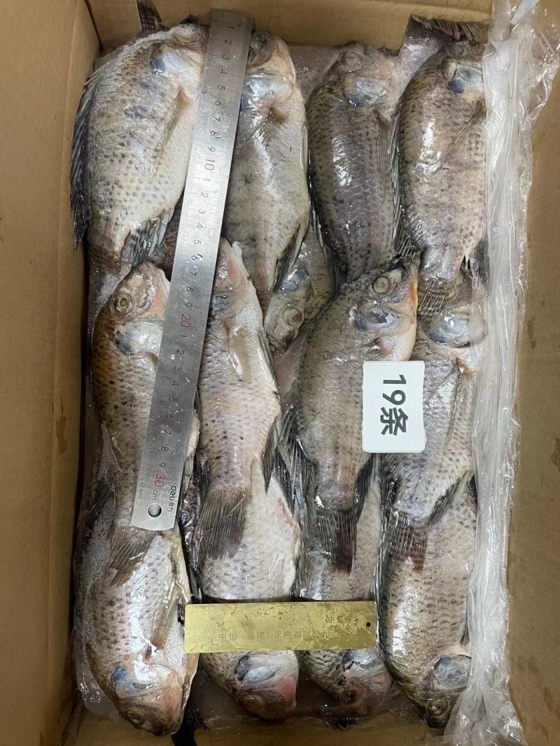 三去罗非鱼新鲜冷冻8斤19条装酒店烧烤餐饮商用水产品
