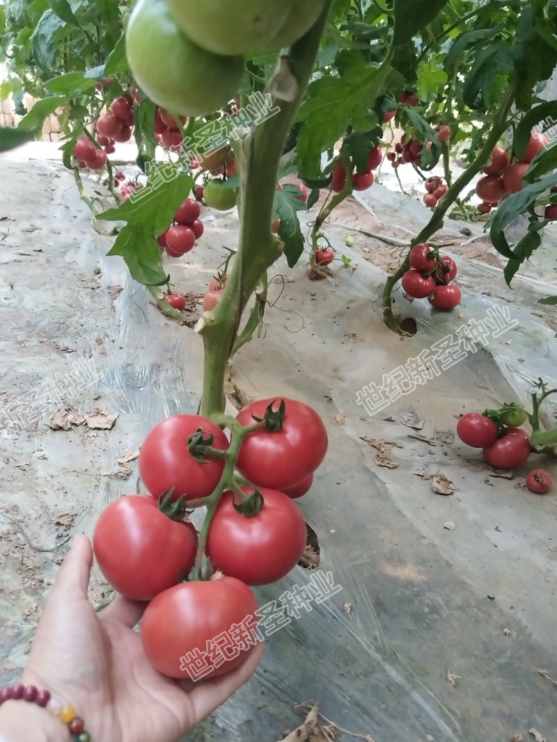 普罗旺斯原包装番茄种子番茄苗西红柿苗沙瓤口感薄皮小时候的