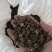 当季新品猫爪草中药材正品中药猫爪草新鲜水洗猫抓草