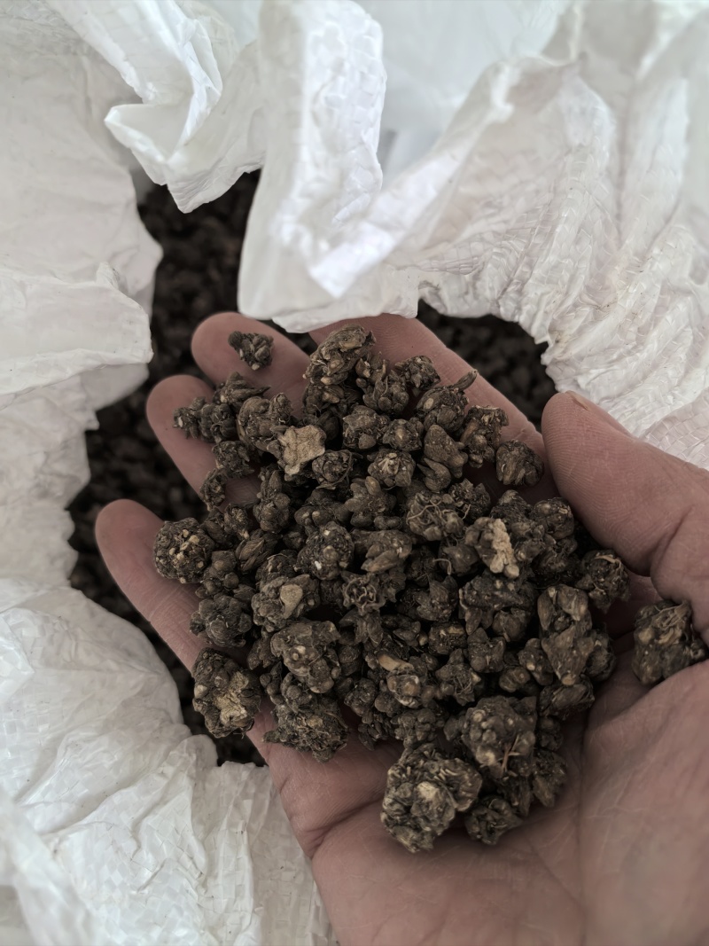 当季新品猫爪草中药材正品中药猫爪草新鲜水洗猫抓草