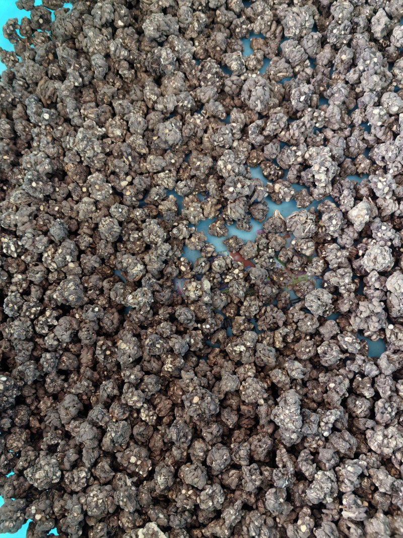 当季新品猫爪草中药材正品中药猫爪草新鲜水洗猫抓草