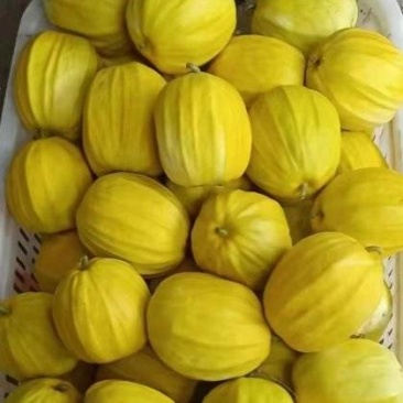 丑八怪香瓜