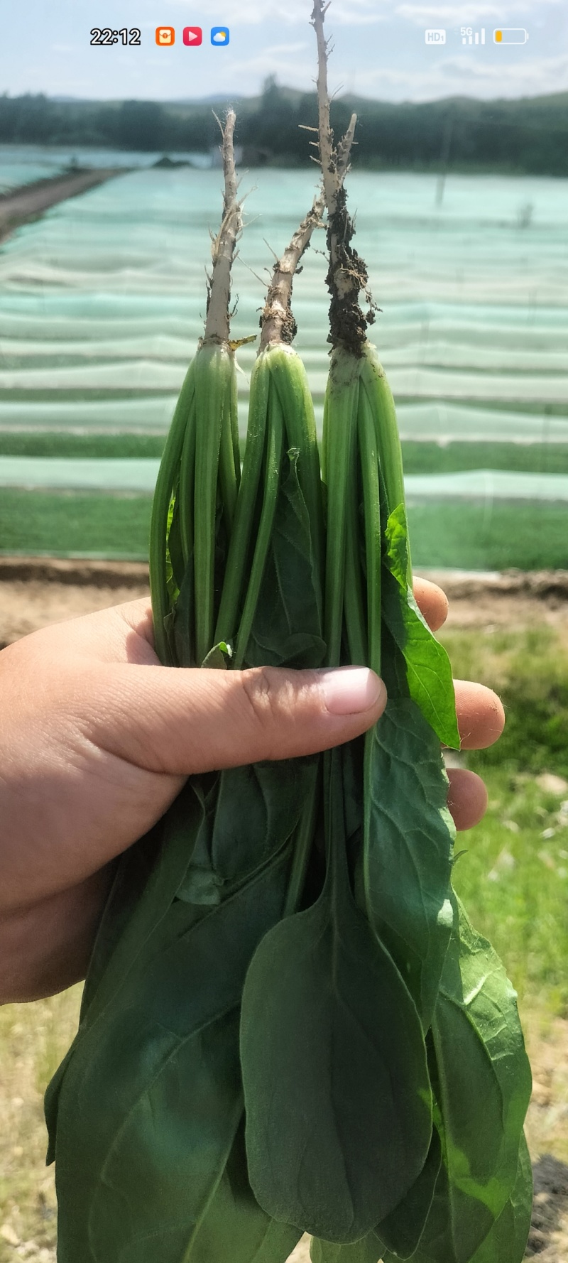 精品菠菜