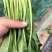 精品菠菜