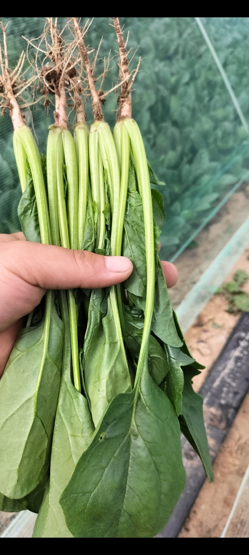 精品菠菜