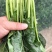 精品菠菜