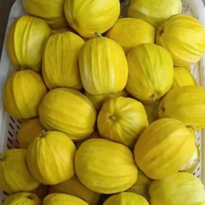 丑八怪香瓜