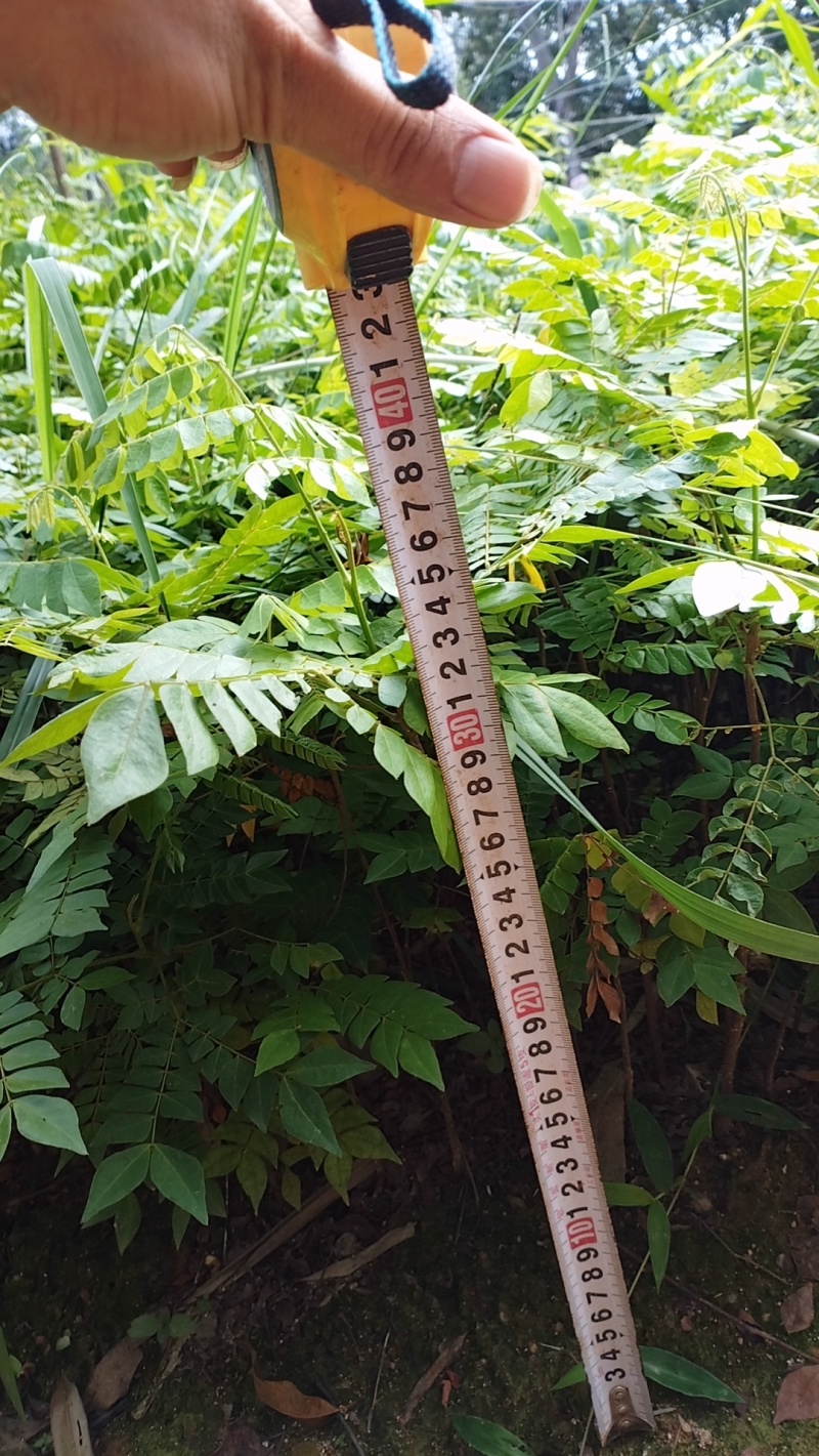 中药材，猴耳环种苗