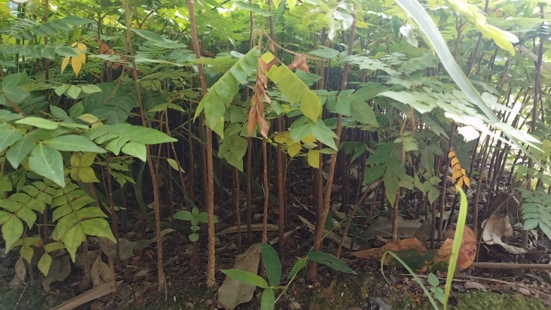 中药材，猴耳环种苗