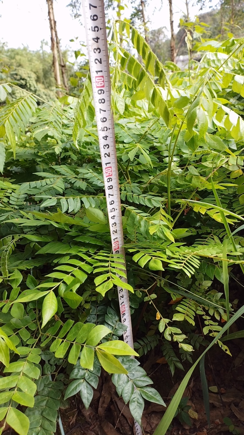 中药材，猴耳环种苗