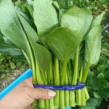 精品菜心预计八月初上市自家种植质量保证可供超市市场等