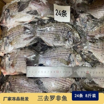 三去罗非鱼新鲜冷冻8斤24条装酒店烧烤餐饮商用水产品