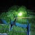 精品菜心预计八月初上市自家种植质量保证可供超市市场等
