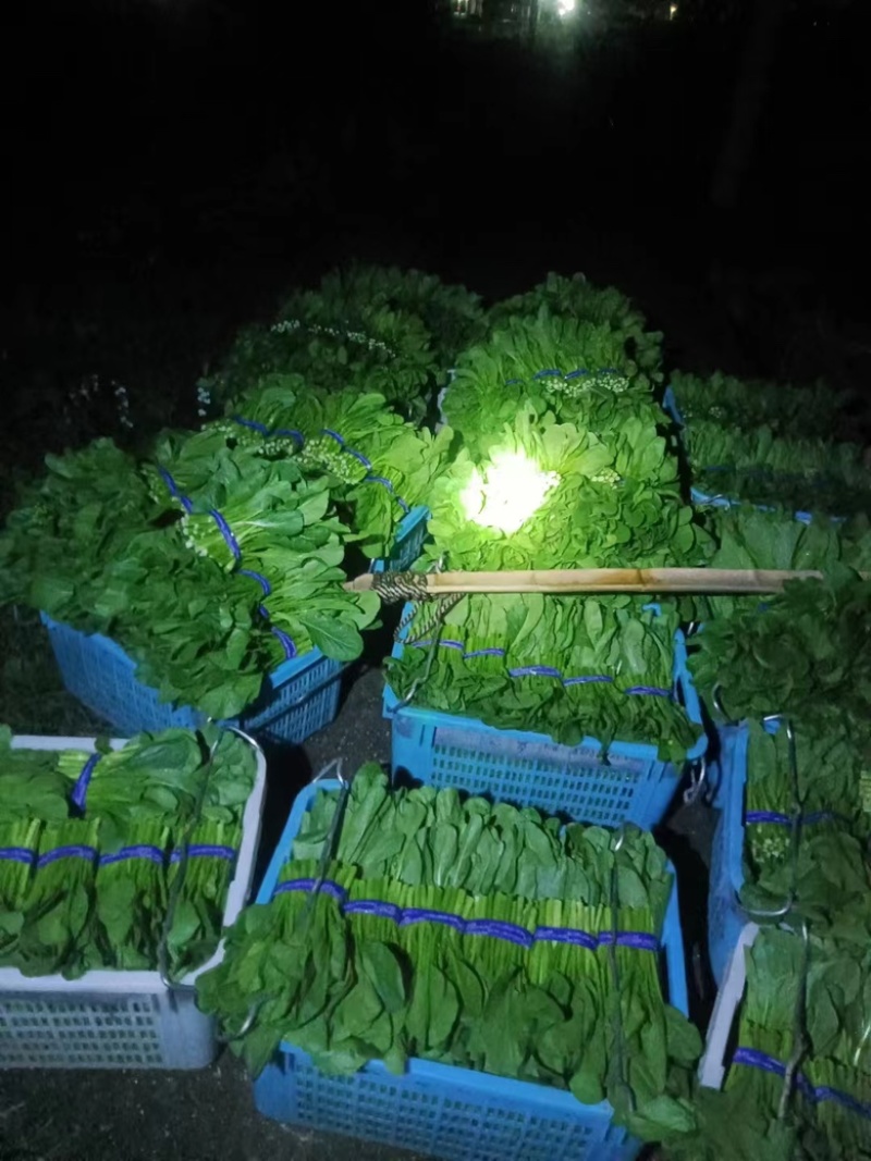 精品菜心预计八月初上市自家种植质量保证可供超市市场等