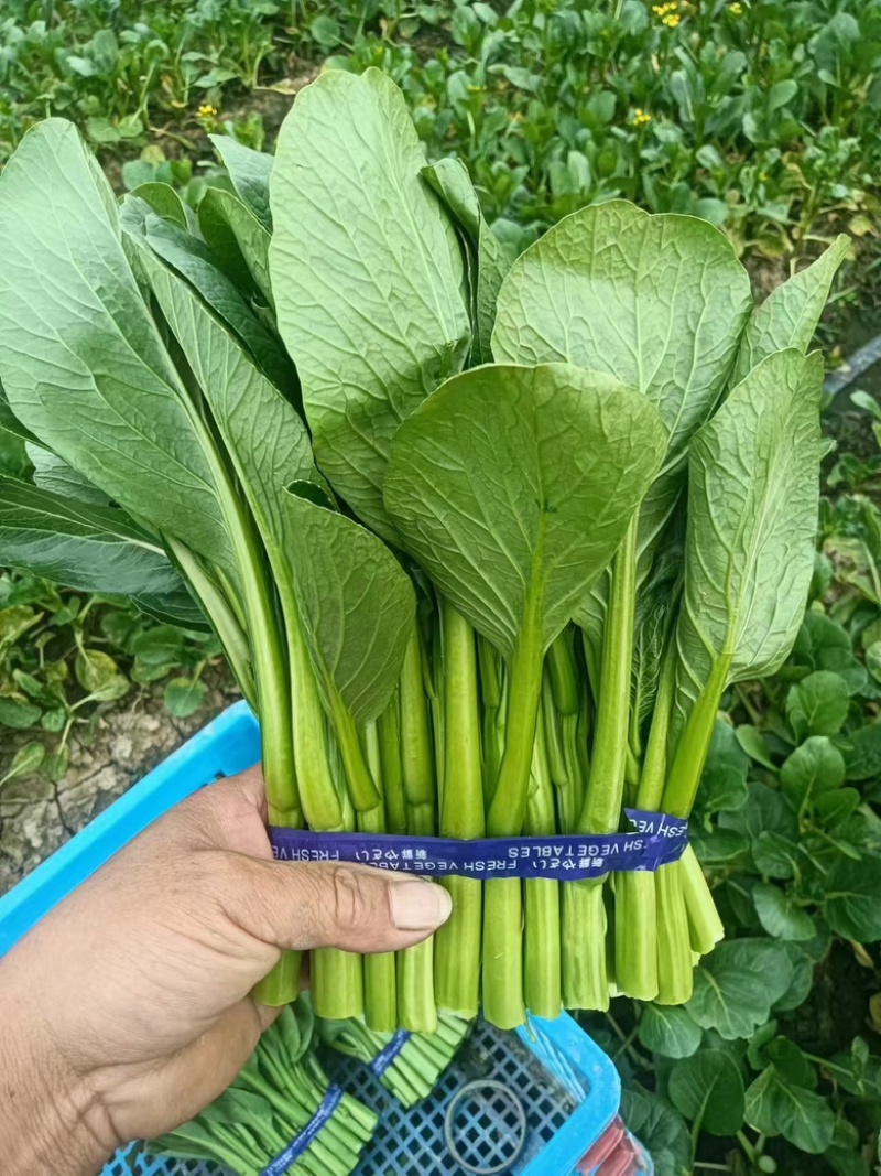 精品菜心预计八月初上市自家种植质量保证可供超市市场等
