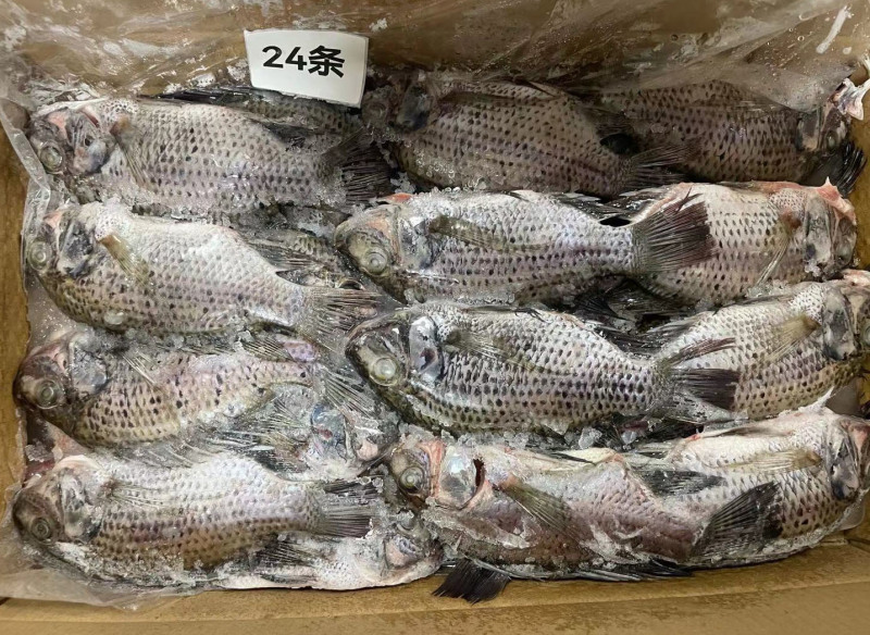 三去罗非鱼新鲜冷冻8斤24条装酒店烧烤餐饮商用水产品