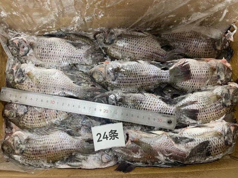 三去罗非鱼新鲜冷冻8斤24条装酒店烧烤餐饮商用水产品