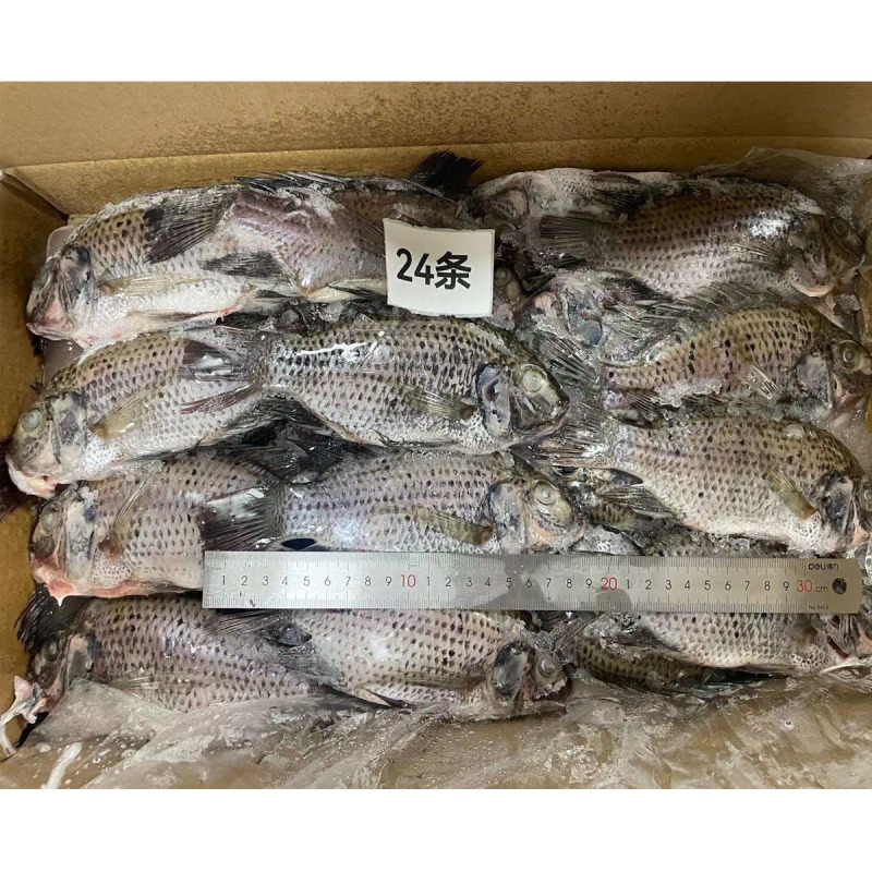 三去罗非鱼新鲜冷冻8斤24条装酒店烧烤餐饮商用水产品