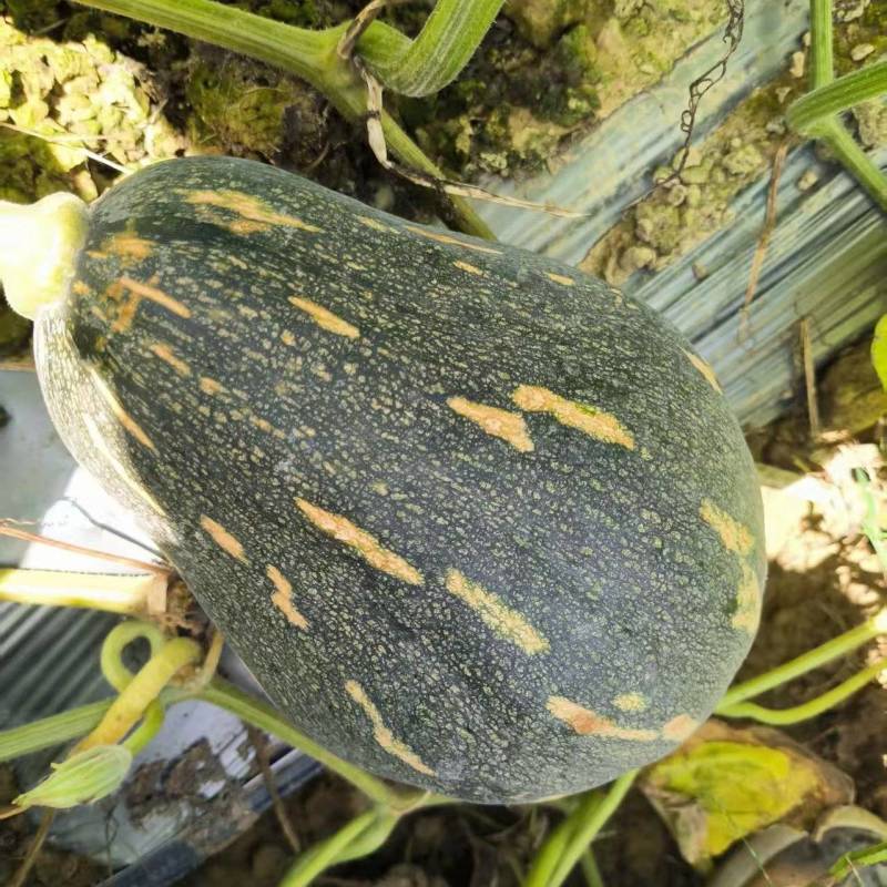 香芋小南瓜