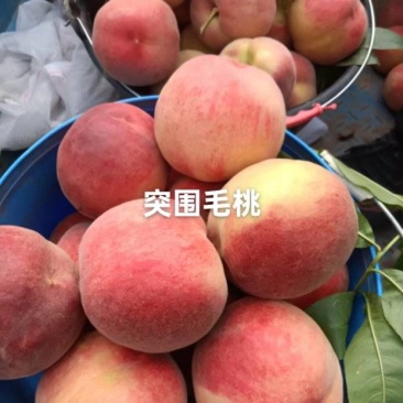 突围毛桃