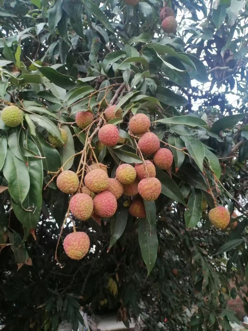 自家种植福建广东诏安黑叶荔枝🍓价格优势👌欢迎合作🤝