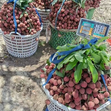 自家种植福建广东诏安黑叶荔枝🍓价格优势👌欢迎合作🤝