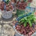 自家种植福建广东诏安黑叶荔枝🍓价格优势👌欢迎合作🤝