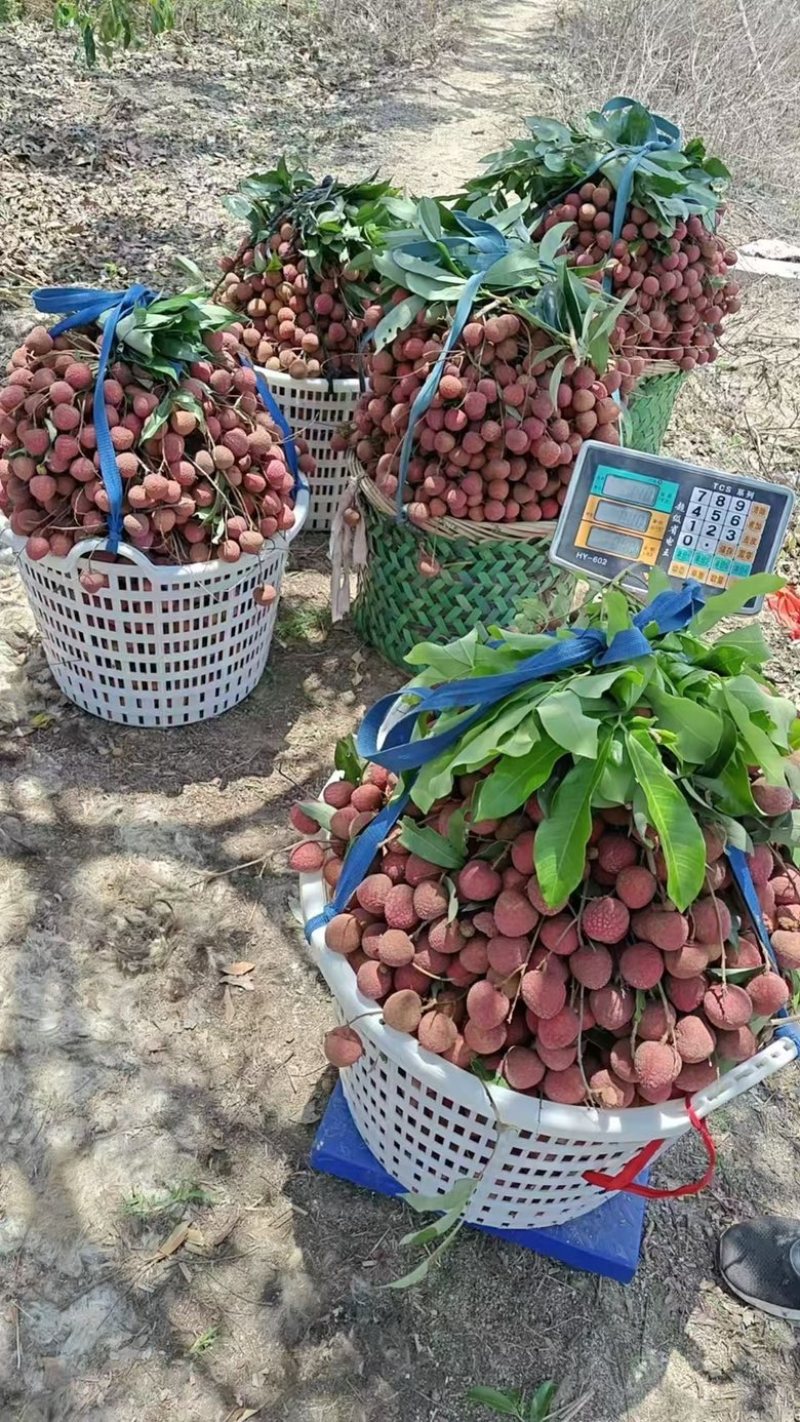 自家种植福建广东诏安黑叶荔枝🍓价格优势👌欢迎合作🤝