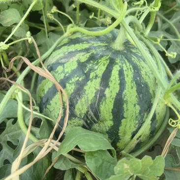 麒麟西瓜