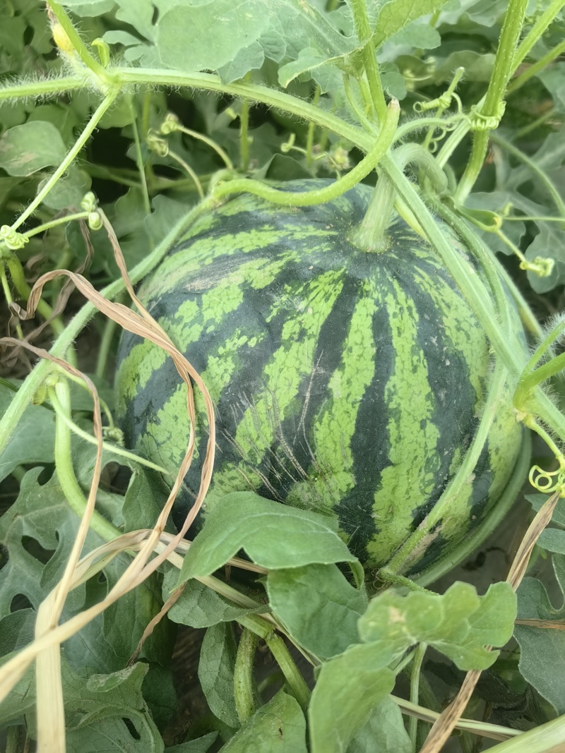 麒麟西瓜