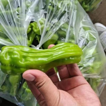 湖北宜昌长阳高山鲜辣椒，芜湖椒大量接单产地直发欢迎来电