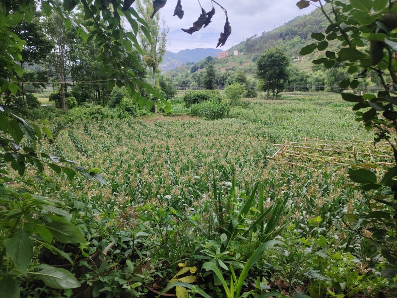 糯玉米