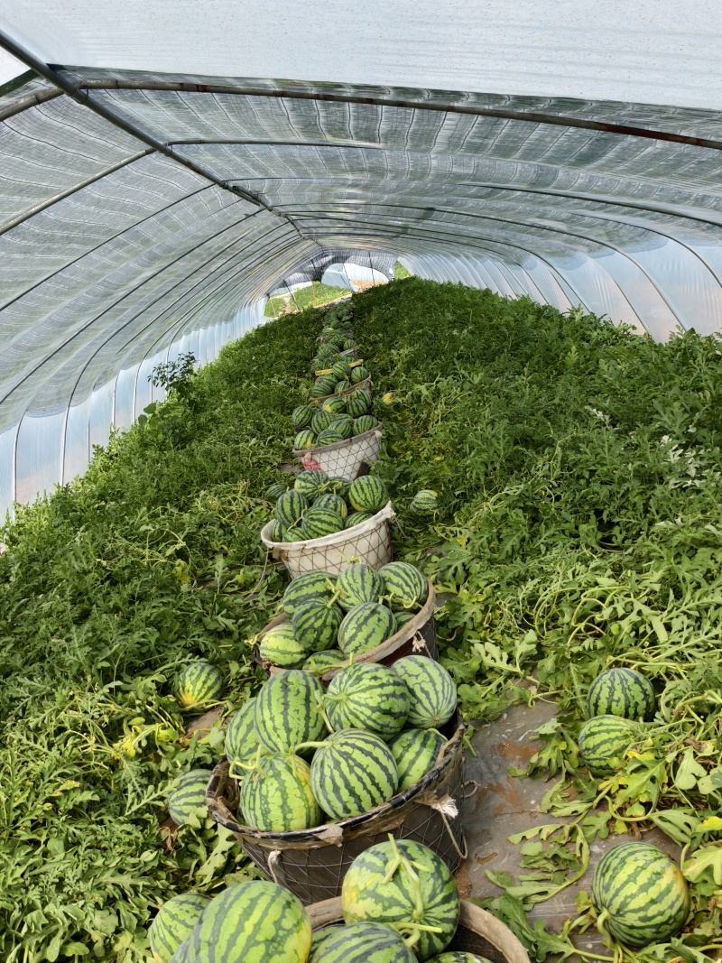 天津本地麒麟西瓜鲜秧活罢带叶高糖高密度
