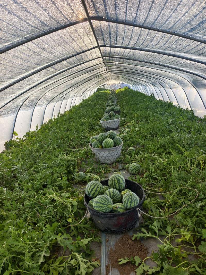 天津本地麒麟西瓜鲜秧活罢带叶高糖高密度