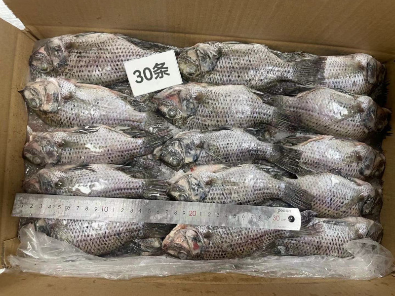 三去罗非鱼新鲜冷冻8斤30条装烤鱼红烧鱼糖醋鱼材料商用