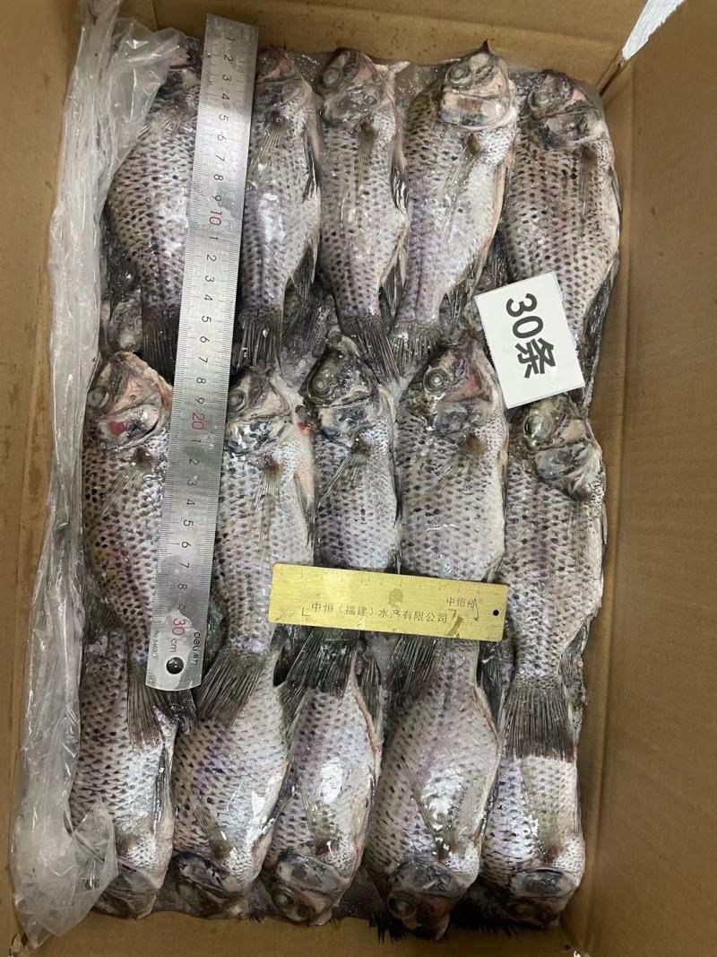 三去罗非鱼新鲜冷冻8斤30条装烤鱼红烧鱼糖醋鱼材料商用