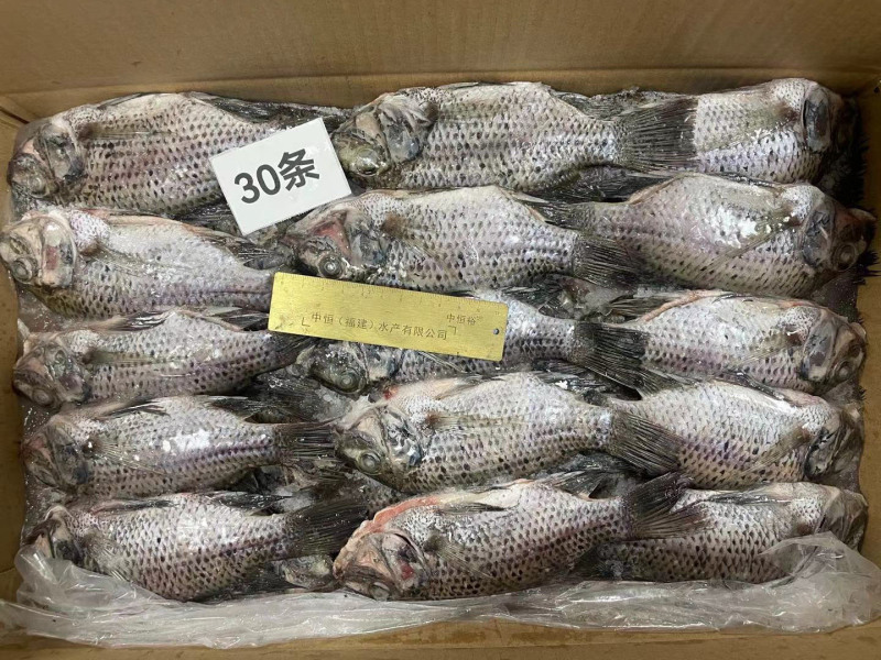 三去罗非鱼新鲜冷冻8斤30条装烤鱼红烧鱼糖醋鱼材料商用