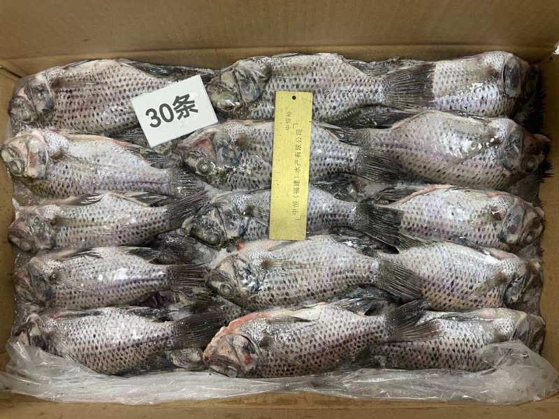 三去罗非鱼新鲜冷冻8斤30条装烤鱼红烧鱼糖醋鱼材料商用