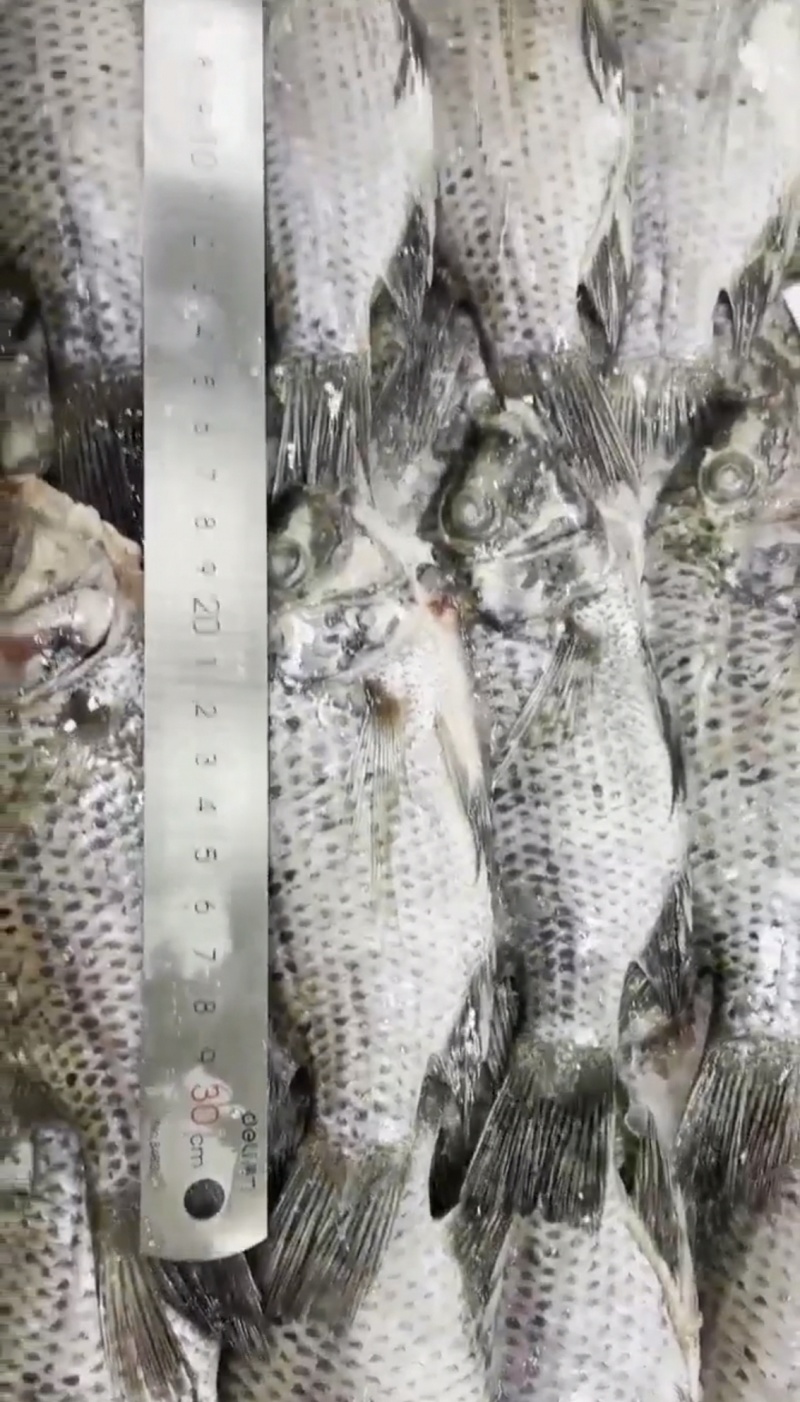 三去罗非鱼新鲜冷冻8斤30条装烤鱼红烧鱼糖醋鱼材料商用