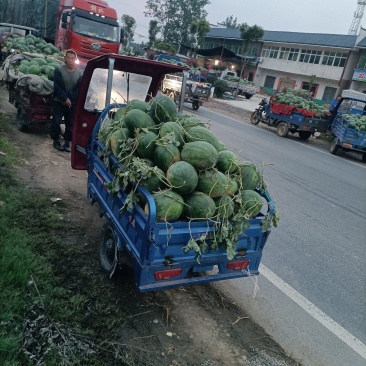 瓦岗丘陵地西瓜