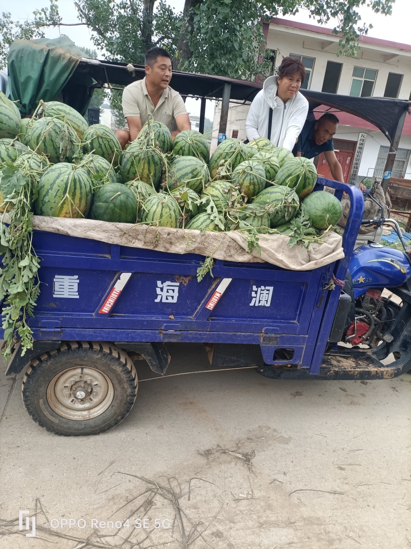 瓦岗丘陵地西瓜