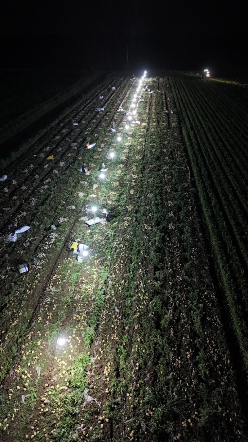 山东平度沃土、雪川红希森荷兰土豆一手货
