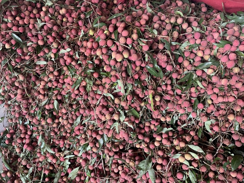 新鲜荔枝，清甜可口
