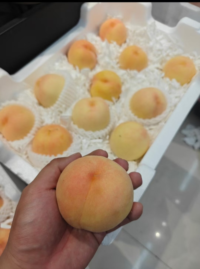 代县白水杏