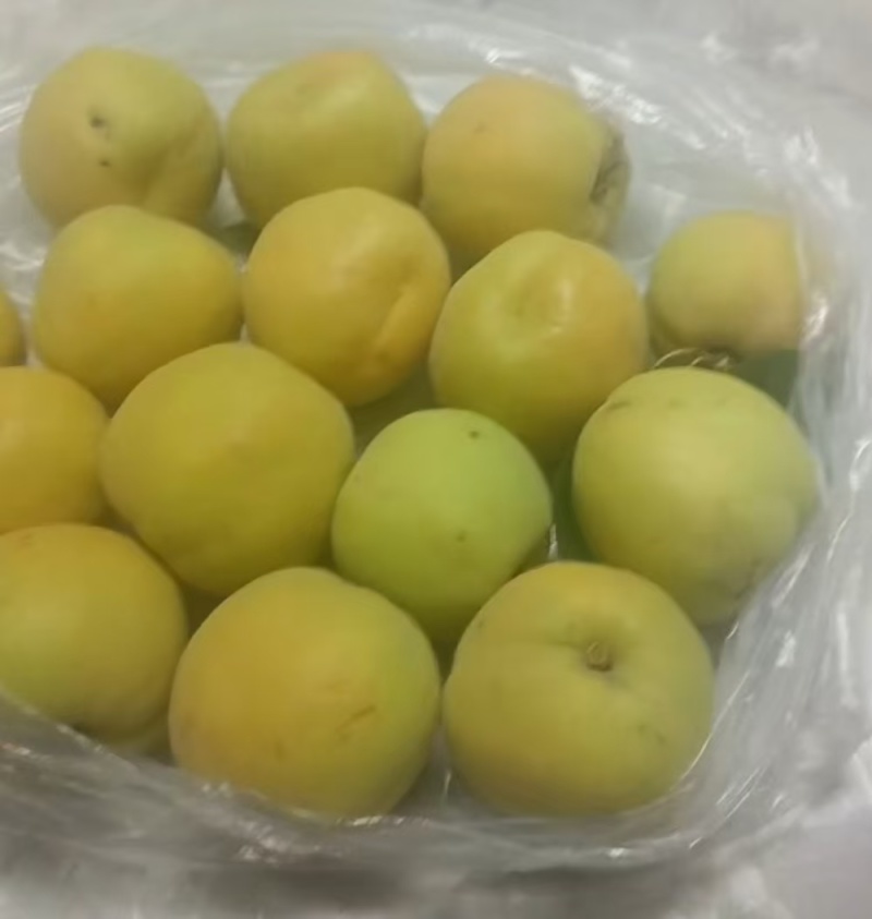 代县白水杏